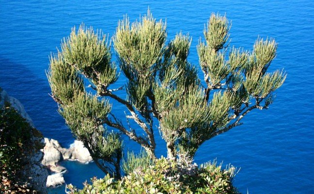 Health Benefits of Ephedra