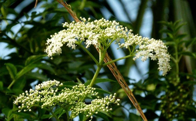 Health Benefits of European Elder