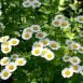 Health Benefits of Feverfew
