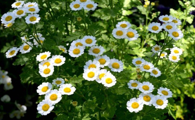 Health Benefits of Feverfew