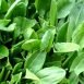 Health Benefits of French Sorrel