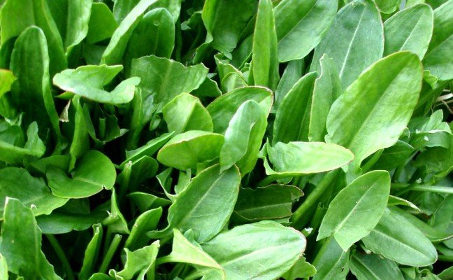 Health Benefits of French Sorrel