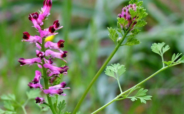Health Benefits of Fumitory