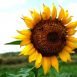 Health Benefits of Girasol