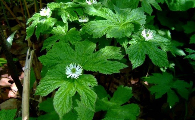 Health Benefits of Goldenseal