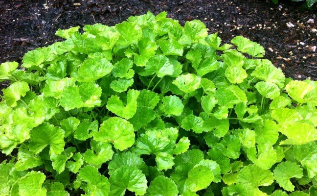 Health Benefits of Gotu Kola