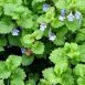 Health Benefits of Ground Ivy