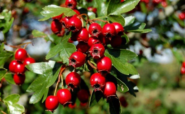 Health Benefits of Hawthorn