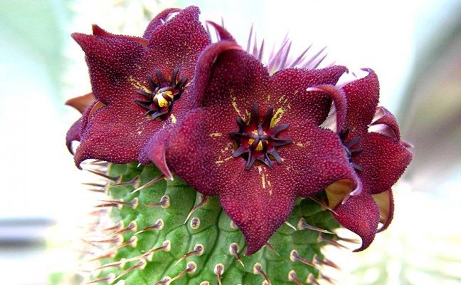 Health Benefits of Hoodia