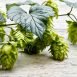 Health Benefits of Hops