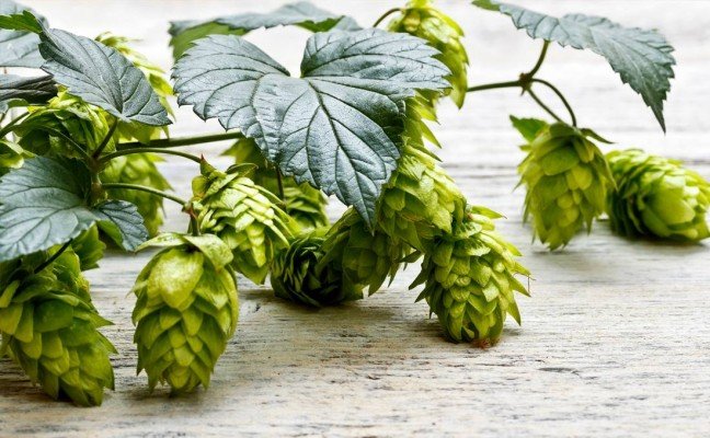 Health Benefits of Hops