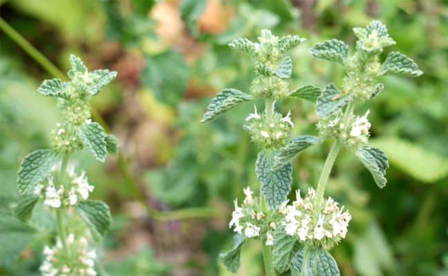Health Benefits of Horehound