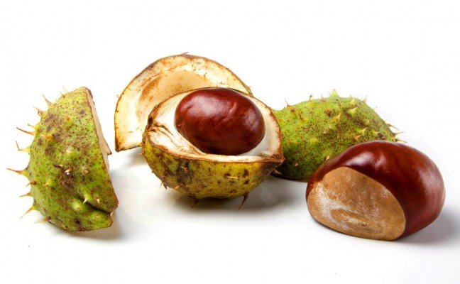 Health Benefits of Horse Chestnut