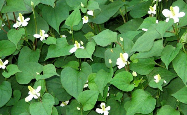 Health Benefits of Houttuynia