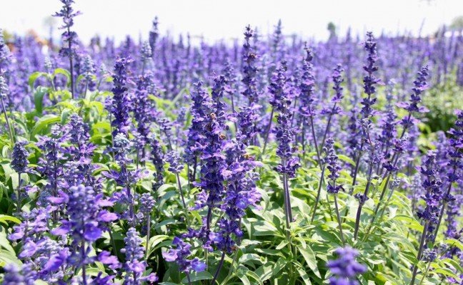 Health Benefits of Hyssop