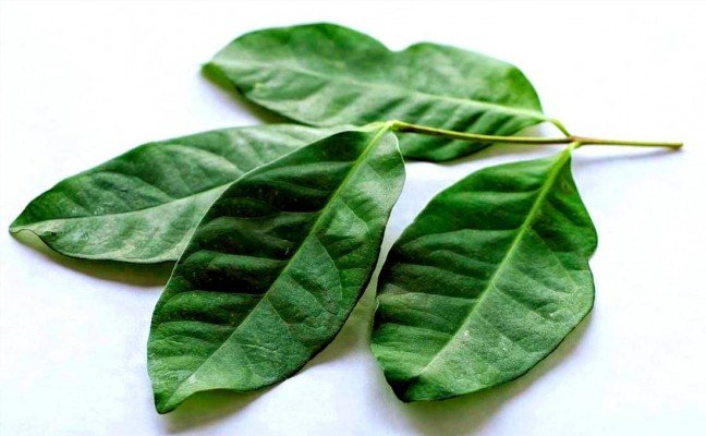 Health Benefits of Indonesian Bay Leaf