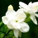 Health Benefits of Jasmine