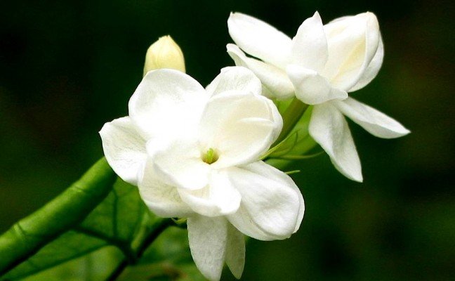 Health Benefits of Jasmine