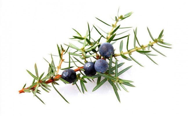 Health Benefits of Juniper Berry