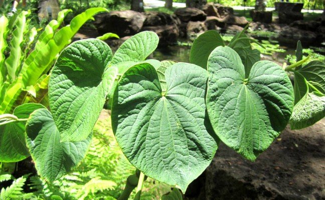 Health Benefits of Kava