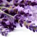Health Benefits of Lavender