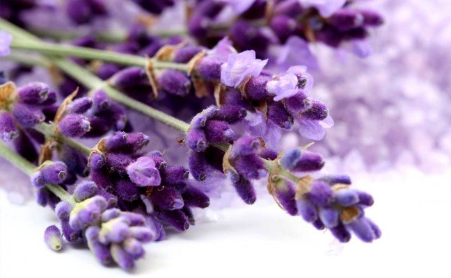 Health Benefits of Lavender