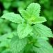 Health Benefits of Lemon Balm