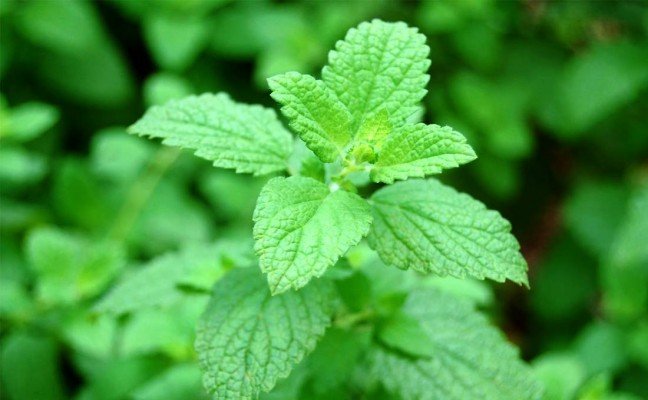 Health Benefits of Lemon Balm