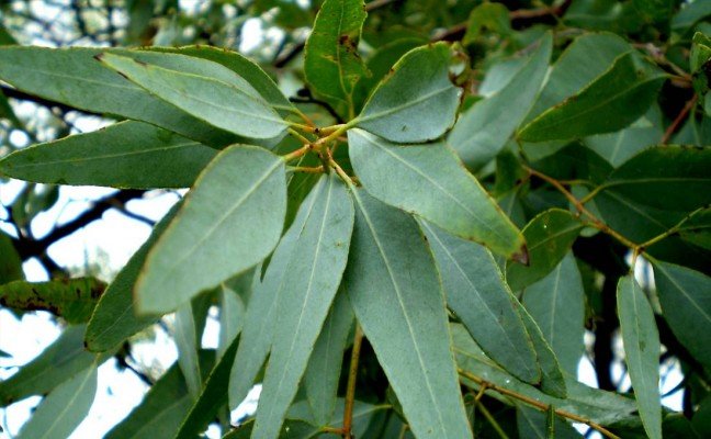 Health Benefits of Lemon Ironbark