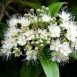 Health Benefits of Lemon Myrtle