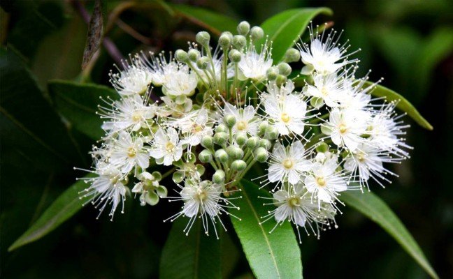Health Benefits of Lemon Myrtle