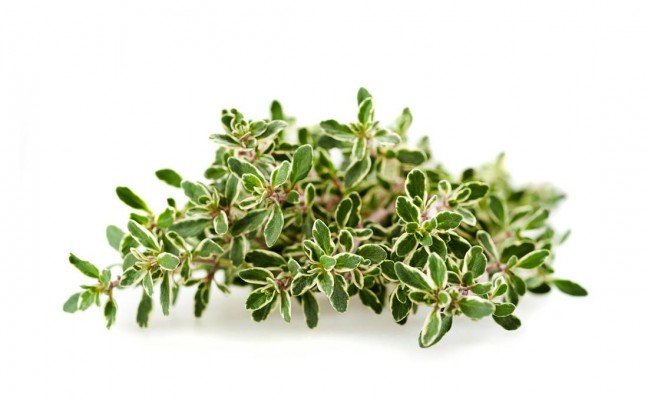 Health Benefits of Lemon Thyme