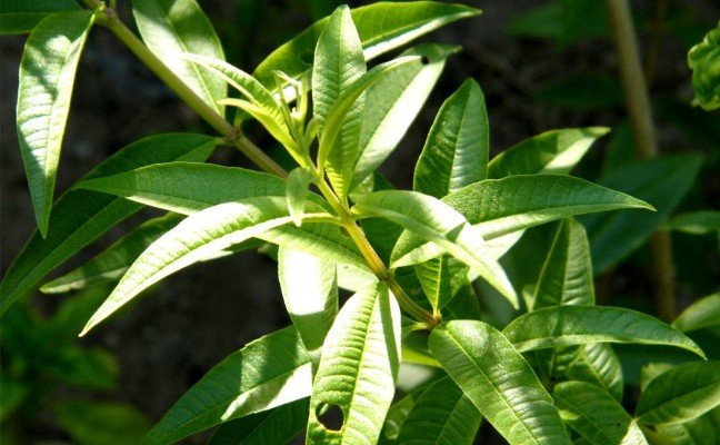 Health Benefits of Lemon Verbena