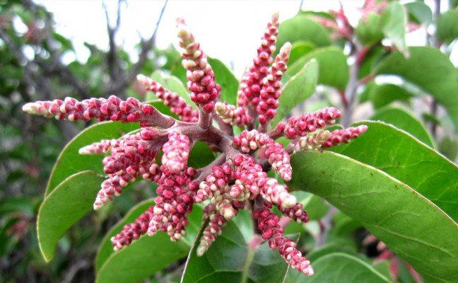 Health Benefits of Lemonade Berry