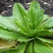 Health Benefits of Lettuce Opium