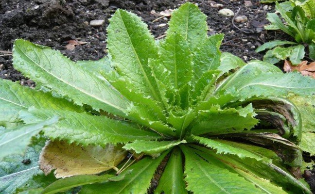 Health Benefits of Lettuce Opium