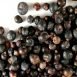 Health Benefits of Levant Berry