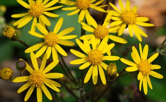 Health Benefits of Life Root