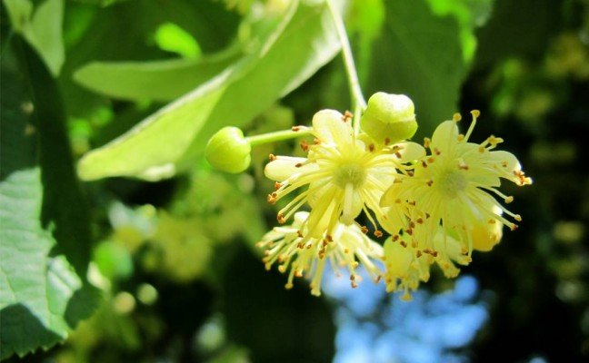 Health Benefits of Lime Flower