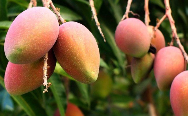 Health benefits of Magnifera