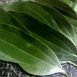 Health Benefits of Malabathrum