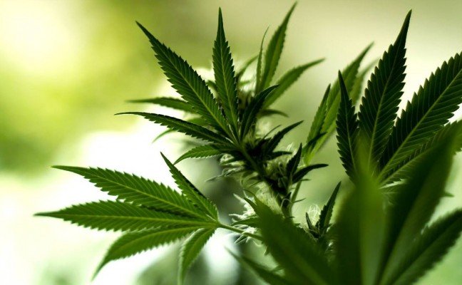 Health Benefits of Marijuana