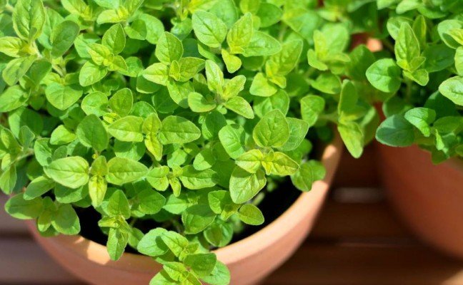Health Benefits of Marjoram