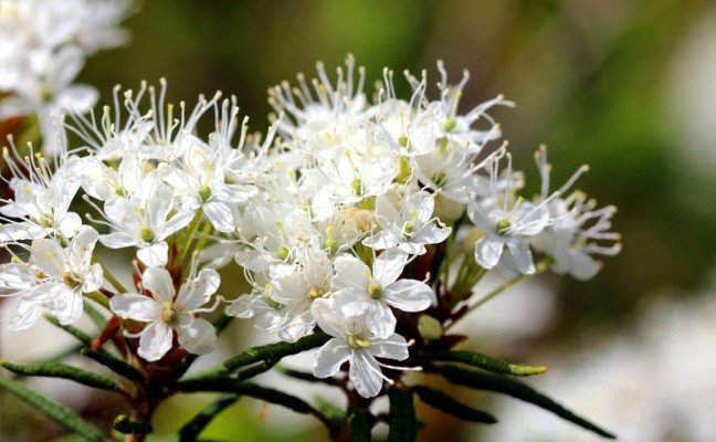 Health Benefits of Marsh Labrador Tea