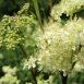 Health Benefits of Meadowsweet