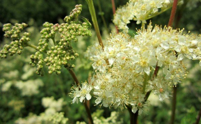 Health Benefits of Meadowsweet