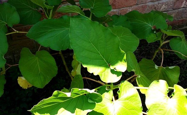 Health Benefits of Mexican Pepper leaf