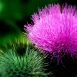 Health Benefits of Milk Thistle