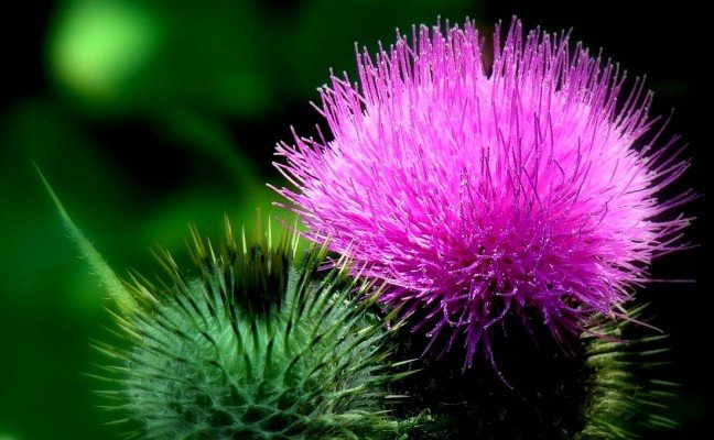 Health Benefits of Milk Thistle