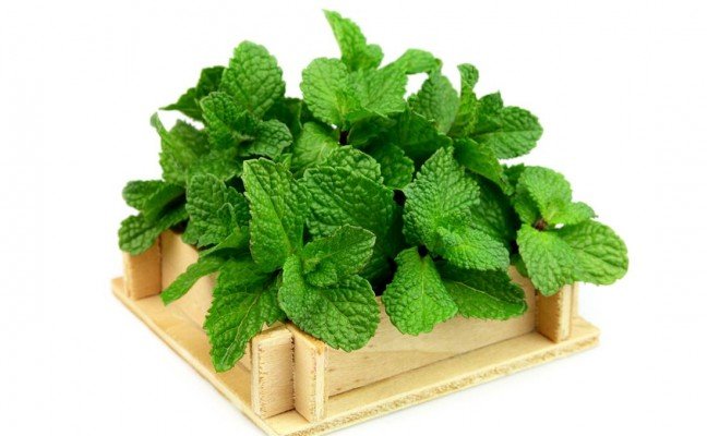 Health Benefits of Mint Health Benefits of Mint